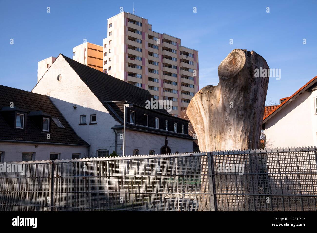 Resti di un grande albero nel distretto di Niehl, Colonia, Germania. Resto eines grossen Baums im Stadtteil Niehl, Koeln, Deutschland. Foto Stock