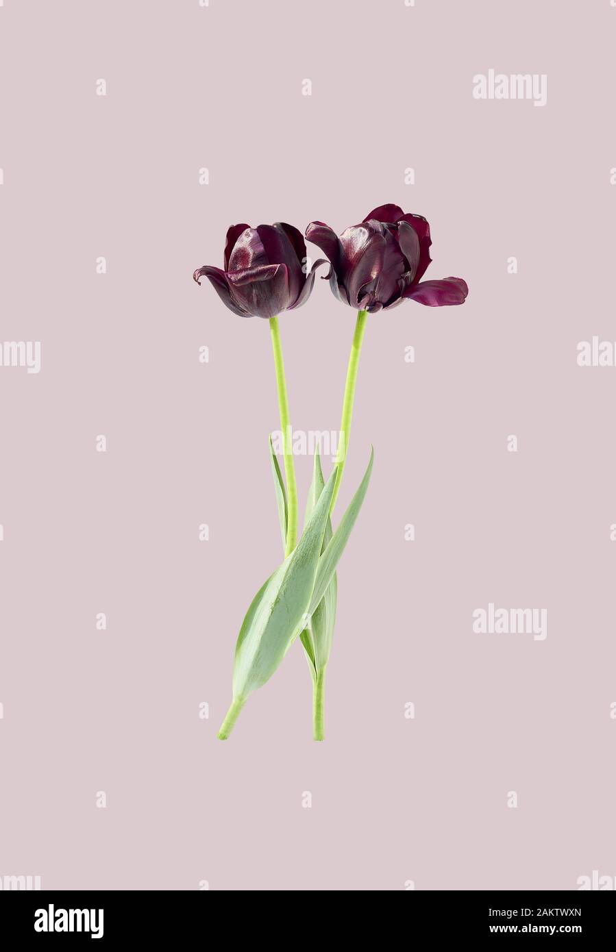 Primavera floreale vacanza design con tulipani viola isolato su sfondo acqua menthe, copia spazio per il tuo testo, closeup, festive madri o donne giorno c Foto Stock