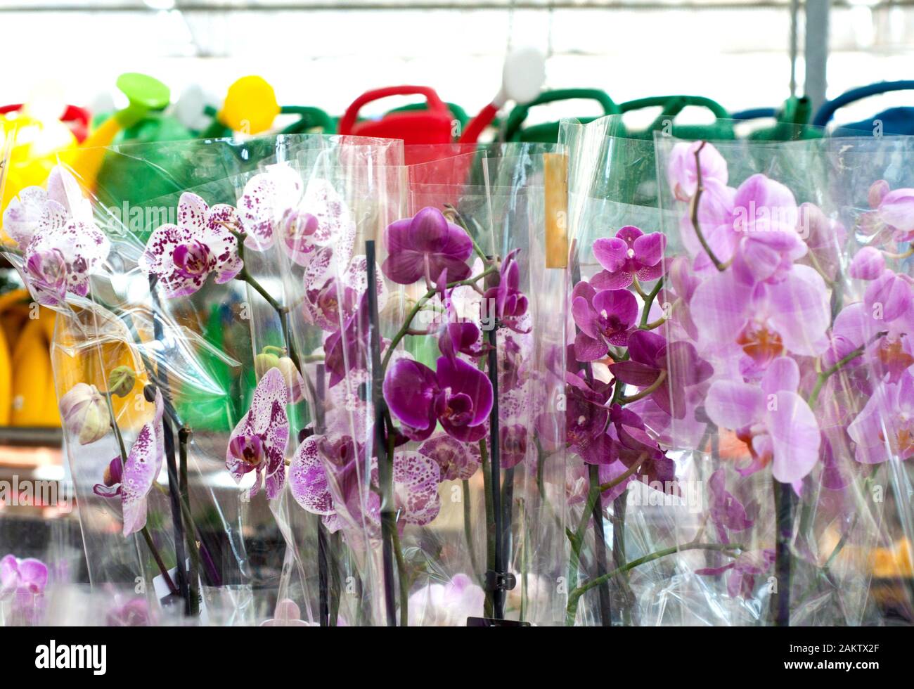 Orchidee multicolori in confezioni. Piante tropicali in un negozio di fiori. Foto Stock