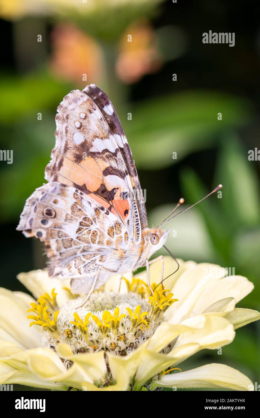 Vanessa cardui è un ben noto farfalla colorata, noto come il dipinto di lady, o in America del Nord come la cosmopolita Foto Stock