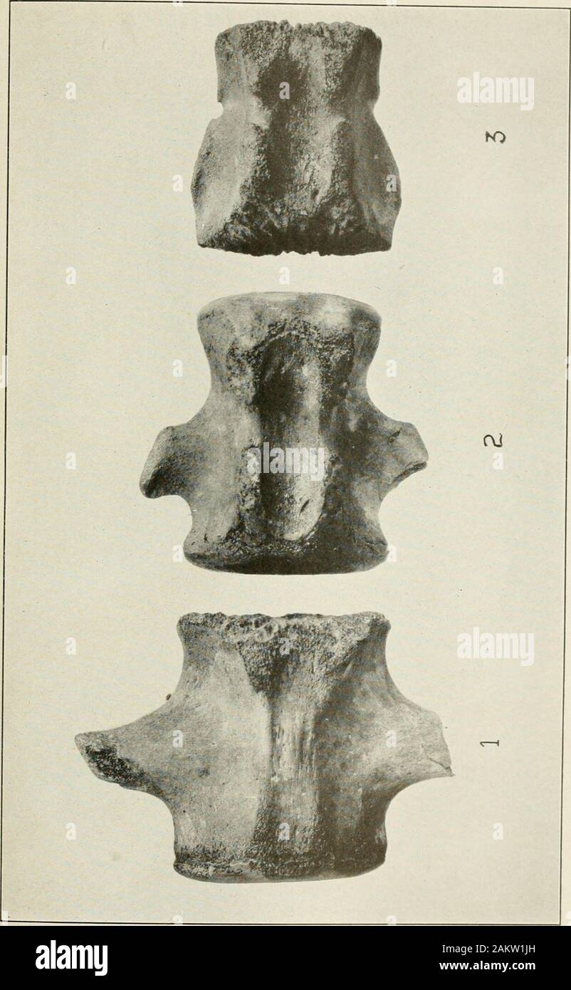 La procedura degli Stati Uniti Museo Nazionale . Viste di vertebre caudali e omero di Eurhinodelphis bossi per la spiegazione della piastra vedi pagina 39 U. S. MUSEO NAZIONALE DEL PROCEDIMENTO, VOL. 66, arte. 26 PL. 13. Ventrale di viste di vertebre caudali di Eurhinodelphis bossi per la spiegazione della piastra vedi pagina 39 U. S. MUSEO NAZIONALE DEL PROCEDIMENTO, VOL. 66, arte. 26 PL. 14 Foto Stock