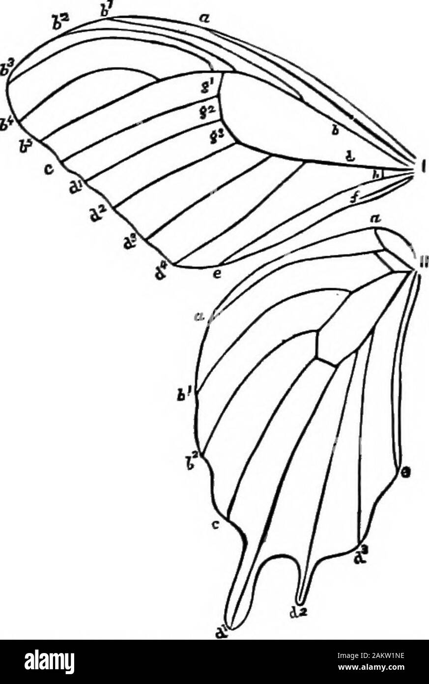 Prima lezione di zoologia : adatta per l'uso nelle scuole . Fig. 129.-Sectinii della linguetta butterflys, due maxiitse unire per formare thefood-passaggio c; &LT;r, trachea; n, nervi; m, i muscoli di un lato. (Ingrandita125 volte.) Archippus butterfly. Questo rappresenta in una vista frontale la testa: cl è la parte anteriore o la visiera e Ih indica l'upperlip; tk è la linguetta, tagliato per mostrare il tubo nella metà dle. Un idea di come funziona può essere vista osservando BUTTERFLY ANB ALTRI 8GALT-WINQBD insetti. 119 Fig. 139, che rappresenta una vista in sezione di quella di Da-nais butterfly. Il maxillae in alcune falene, ad un Foto Stock