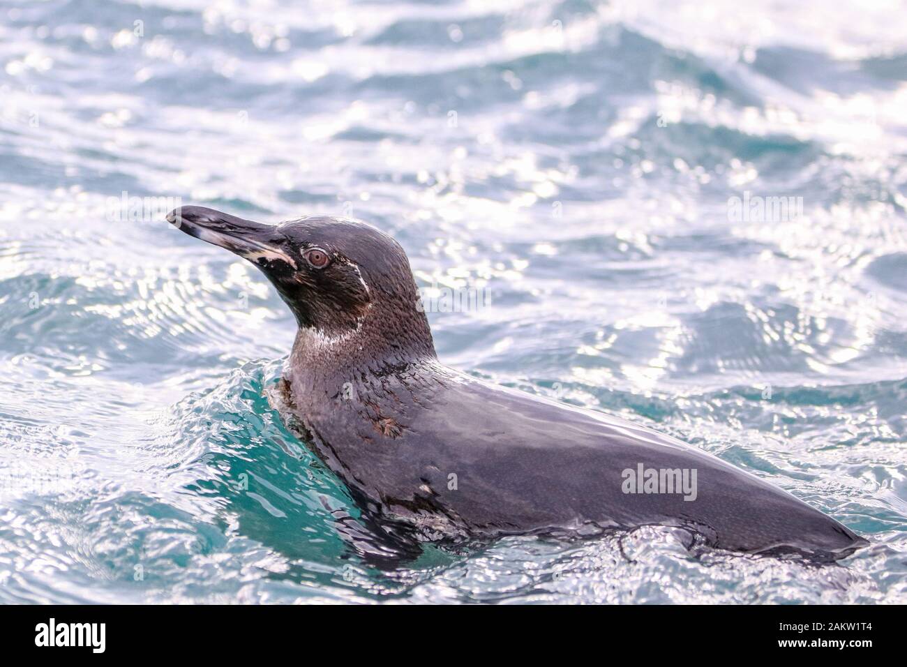 Pinguino Delle Galapagos Sull'Isola Di Isabela Foto Stock