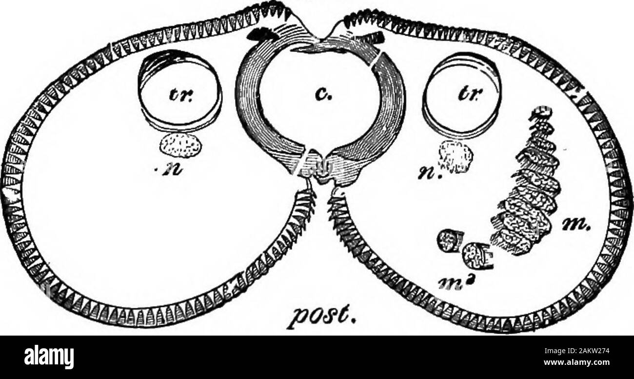 Prima lezione di zoologia : adatta per l'uso nelle scuole . Fig. 128 - Vista frontale della testa di butterfly, oc, compourd occhi; una, le antenne; cl,clypeus; Z&, labium; ffc, maxillae ortongue.* (ingrandita 10 volte.) le due ganasce accessorio (maxillae), che uniscono per formare atube. Guardando il nostro campione dopo la bilancia havebeen sfregato ofE la testa che può essere fatto da un stumpyhair-matita, appare un po' come nel maiale. 128 del ang.. Fig. 129.-Sectinii della linguetta butterflys, due maxiitse unire per formare thefood-passaggio c; &LT;r, trachea; n, nervi; m, i muscoli di un lato. (Ingrandita125 volte.) Arc Foto Stock