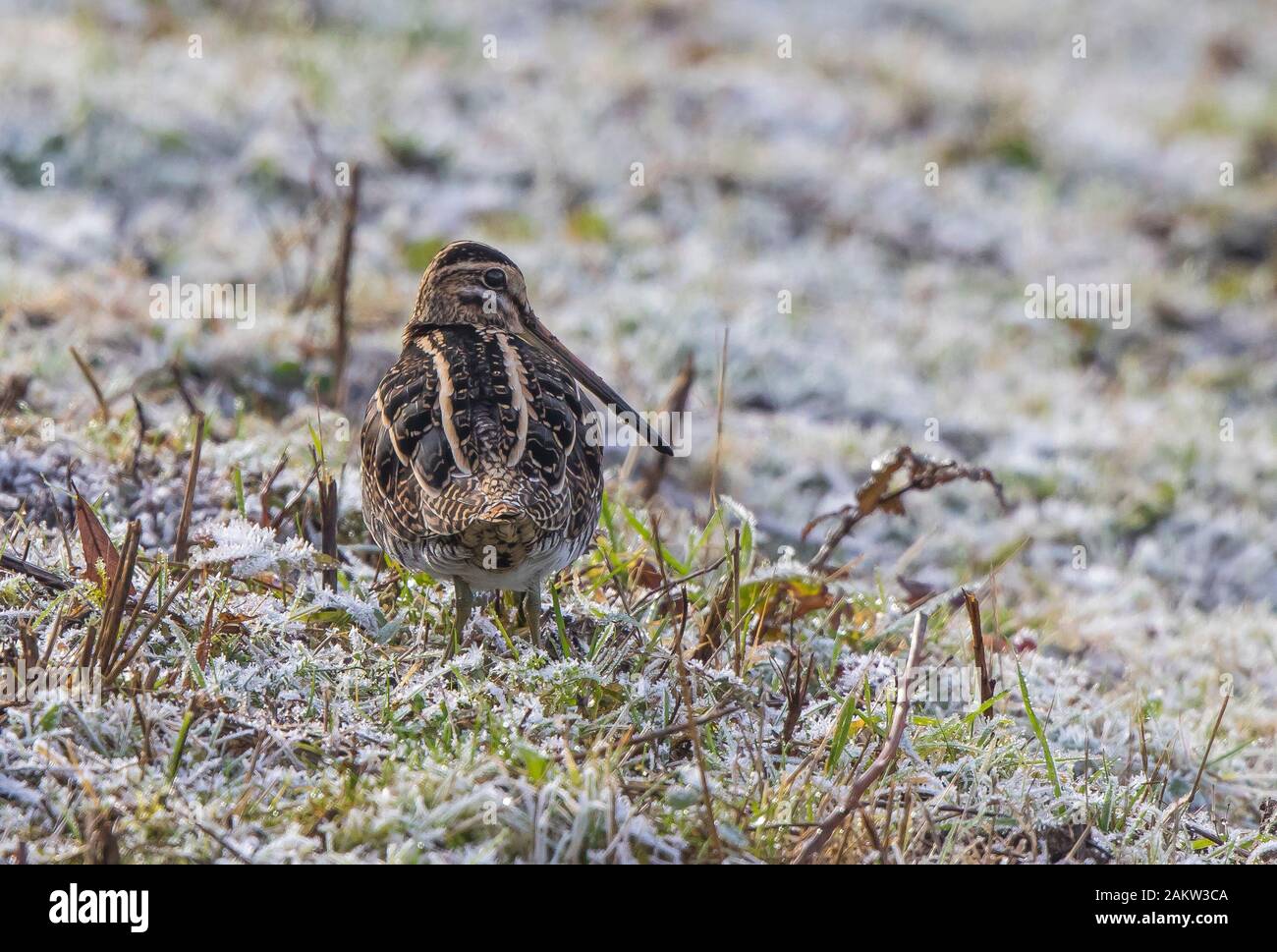 Vista posteriore di chiusura del Regno Unito beccaccino uccello (Gallinago gallinago) isolato all'aperto nel gelo invernale, in piedi sul suolo ghiacciato. Snipe dietro; lungo BECCO DI BECCACCINO. Foto Stock