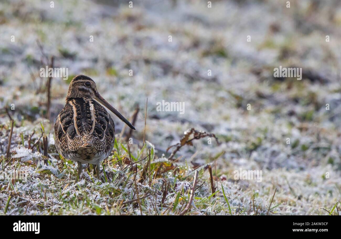 Vista posteriore di chiusura del Regno Unito beccaccino uccello (Gallinago gallinago) isolato all'aperto nel gelo invernale, in piedi sul suolo ghiacciato. Snipe dietro; lungo BECCO DI BECCACCINO. Foto Stock