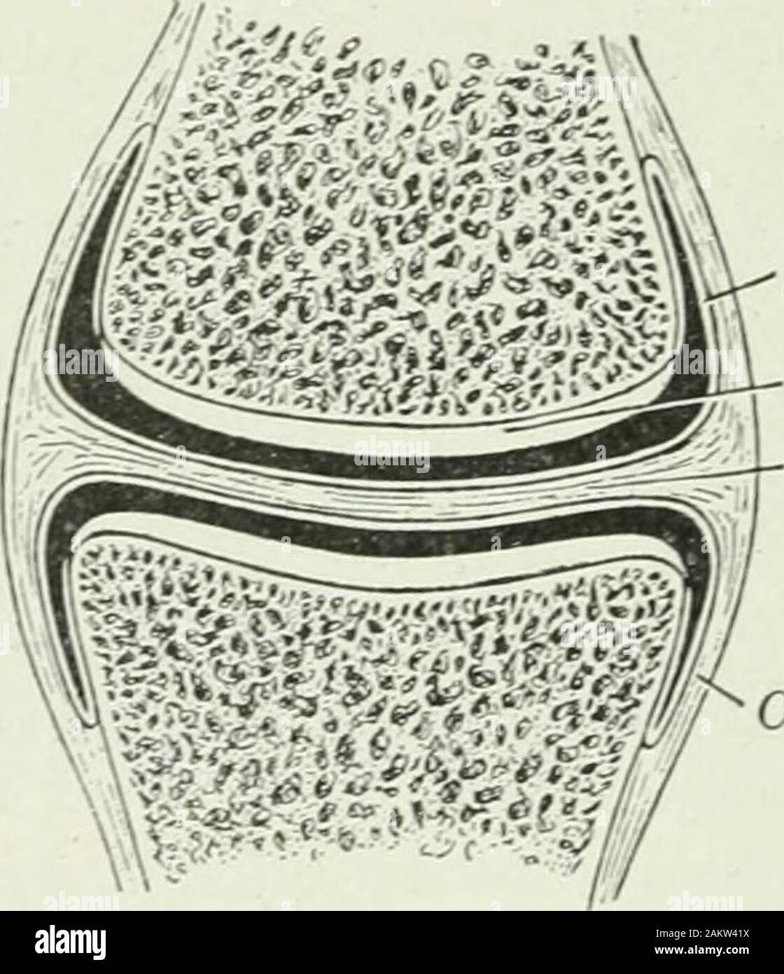 Applicata anatomia e kinesiologia; il meccanismo di movimento muscolare . Fig. 9. Fig. 10Le figg. 9 e 10.-un tipico giunto. Memhrane sinoviale cartilagine articolare intra-articidarfibrocartilage ligajnent capsulare (grigio.) prima che uno può capire chiaramente le descrizioni dei muscoli ela posizione del loro attaclnnents è necessario diventare familiarwith alcuni termini utilizzati nel descrivere le ossa e le articolazioni. Il upperend di un osso lungo è di solito chiamato la sua testa; il portionforming cilindrica la maggior parte della sua lunghezza è chiamato il suo albero. Una lunga e ratherslender sporgenza ossea è chiamato un dorso; un breve proj Foto Stock