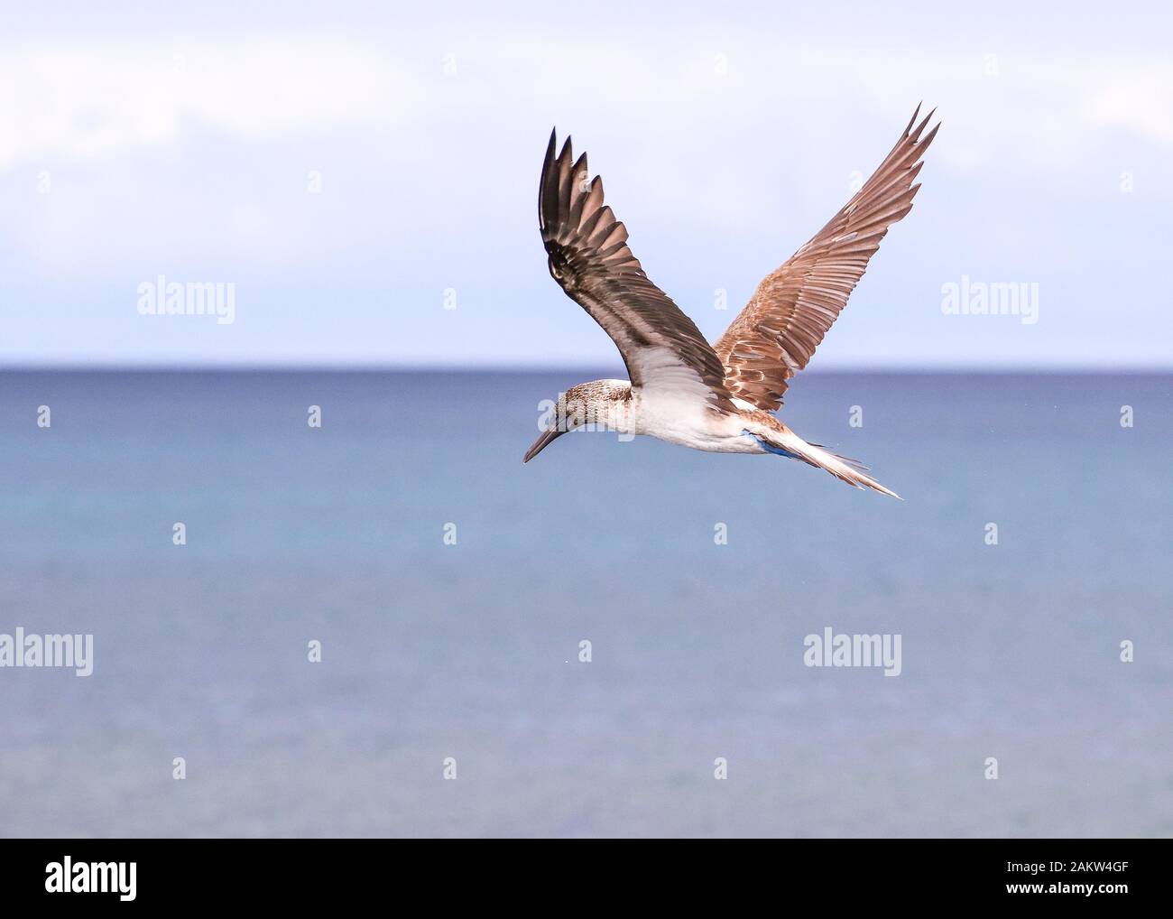 Blue-footed Booby alla ricerca di un pasto a Santa Cruz, Isole Galapagos Foto Stock