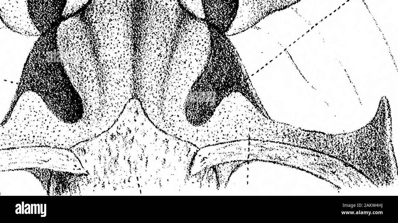 Sulla struttura e lo sviluppo del cranio nel BatrachiaPart II . ura delle parti. Il primo (s,hm.) ora deve essere letterati come il toro tympa-nicus (a.#.), e la seconda {i.hm.) è noto per essere il peduncolo del molo mandibolare{pd.). Il termine speciale columella {co.) è qui aggiunto preorbital anche {P.ob,)^prenarial legamento o lamina {p.n.L cartilagine ricorrenti o lamina (rc.c.)^ otica processo (ot.p.)^ della ghiandola tiroidea {tT.g. ^ghiandola del timo (??m.^.); la qua-drate lone {q.) è qui il quadrato-jugal {^*j.); l'esterno processo valvolare di thenostril {vxm.) è qui la prima labiale superiore Foto Stock