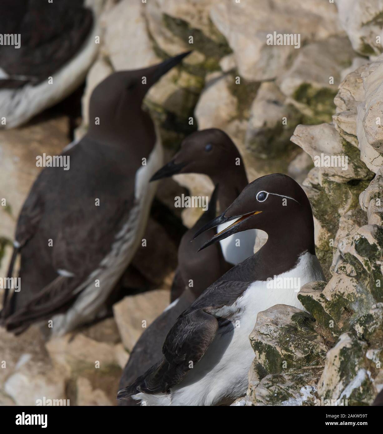 Close up di rara, raro imbrigliati guillemot pinguini (Uria aalge) nella colonia con altri comuni guillemots a RSPB Bempton Cliffs. Bird con occhiali! Foto Stock