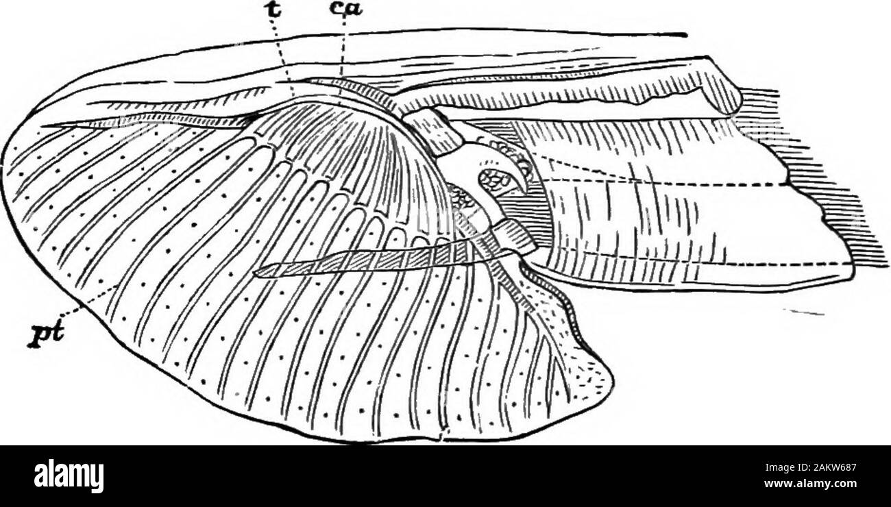Prima lezione di zoologia : adatta per l'uso nelle scuole . Fig. 1^.-Sezione attraverso la testa di blow-fl^. 6, vescica cranica; f, ful-crum; h, hypophaiynz; "d, condotto salivare che conduce nella gola; o, mayilla. Molto male per le copertine dei nostri libri, mediante raschiatura offi albuminous polacco, e lasciando tracce del suo depreda-zioni in sporchi e aspetto chiazzato che li occasionson. La testa del blow-fly può anche essere examinedwith gli aiuti di cui alle figg. 119-122.. Fig. 121.-vista laterale del lahellum. ca, chltinous arch supporto del falsetracheae (j&GT;t). Il torace è leggermente arrotondato, Foto Stock