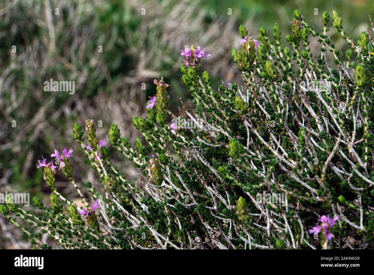 Kopfiger Thymian (Thymbra Capitata), Marfa Ridge, Mellieha, Malta Foto Stock