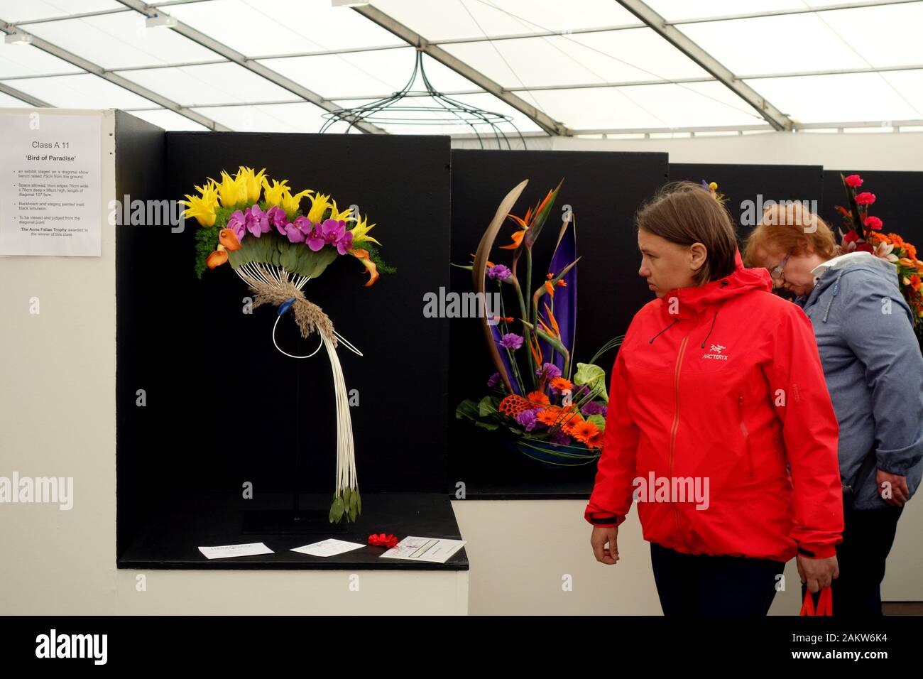 Donna che guarda all'arte floreale Visualizza nell'arte floreale Marquee a Harrogate Spring Flower Show. Yorkshire, Inghilterra, Regno Unito. Foto Stock