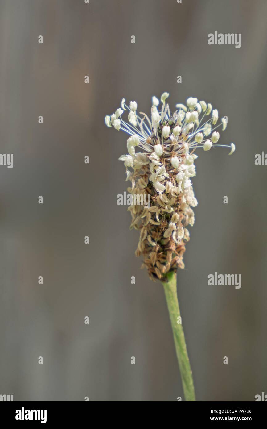 Primo piano del fiore di un ribwort Foto Stock