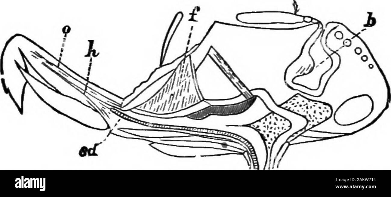 Prima lezione di zoologia : adatta per l'uso nelle scuole . La fio. 119.-testa e la proboscide di blow-fly. e, occhio; c, cranio; 6j), basiprobos-Oè; p, mascellare palpus; pr, creste chitinous unendosi alla rudimentarymasjlla; Ip, abbassare la piastra labiale; mp, medi-, DP, disti-proboscide. come superficie, con il quale la mosca giri liquidi dolci, ovvero la materia che sembra buono per la mente vola. I due lembi in corrispondenza della fine della Proboscide sono supportedupon un quadro di forte ma delicato delle aste che agiscono come EOUSE-FLT E ALTRI DUE insetti alati. Ill un set di molle per aprire e chiudere i lembi ampi. L'in-side Foto Stock