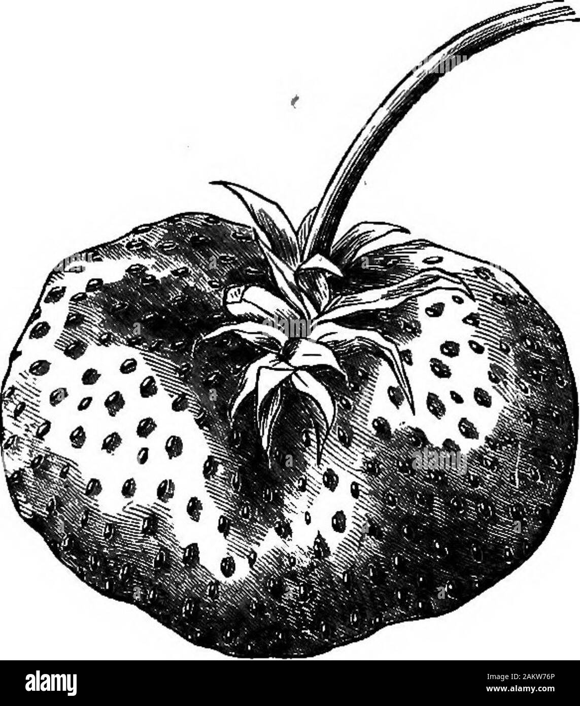 fragole disegno colorato - 7 Peperoncino fragola Foto e Immagini Stock in Bianco e Nero - Alamy