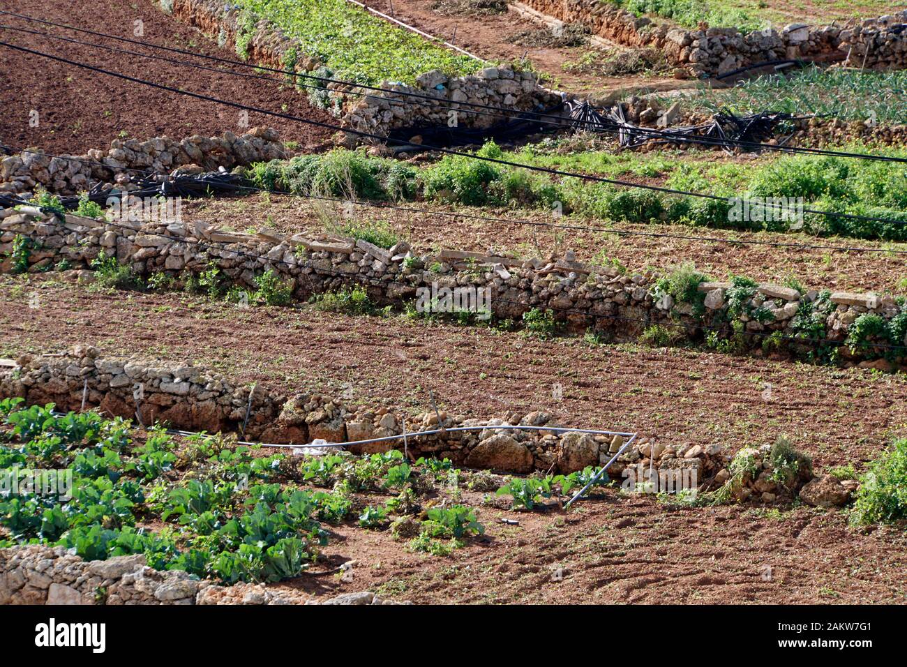 Typische Agrarlandschaft mit Kleinfeldwirtschaft zwischen Kalkstein- Trockenmauern auern auf Malta , Mellieha, Malta Foto Stock