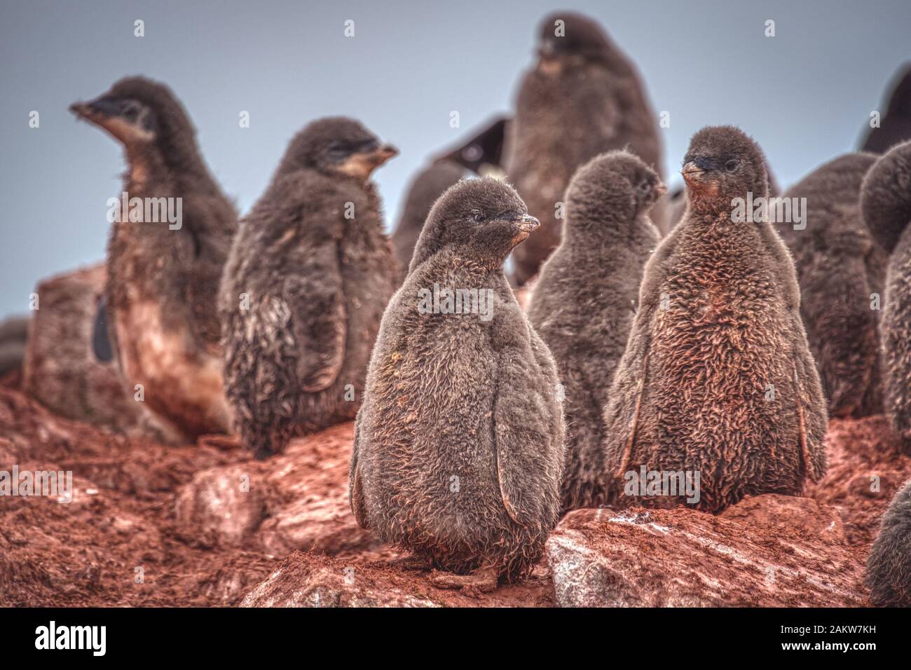 Pulcini di pinguini di adelie in piedi su una terra rocciosa marrone dell'Antartide, in attesa dei loro genitori. Primo piano selettivo fuoco animale fauna immagine Foto Stock