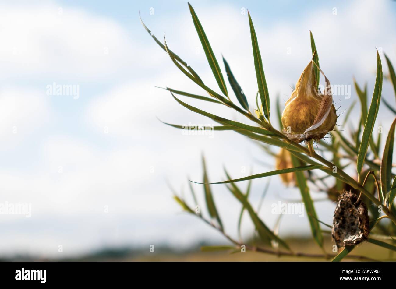 Foglia stretta cotone cespuglio pianta Foto Stock