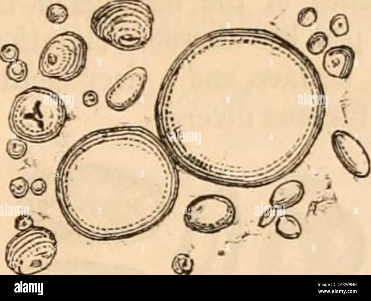 Hardwicke di scienza-gossip : Un mezzo illustrato di interscambio e di scandalo per gli studenti e per gli amanti della natura . internaldiffer dall'esterno in coerenza o altri con-ditions dell'integrazione. 3rd. Che l'ordine della posizione del lamellaeis centripeti. 4th. Che mentre l'amido-granulo è così vescicola alamellated deve essere incluso nel categoryof la vera cellula vegetale da cui differisce notonly in assenza di un vero e proprio nucleo, ma in pre-senting alcuna differenziazione chimico tra mem brane-e contenuto. Frumento {Triticum mdgare).-Tale amido consistschiefly di grandi un Foto Stock