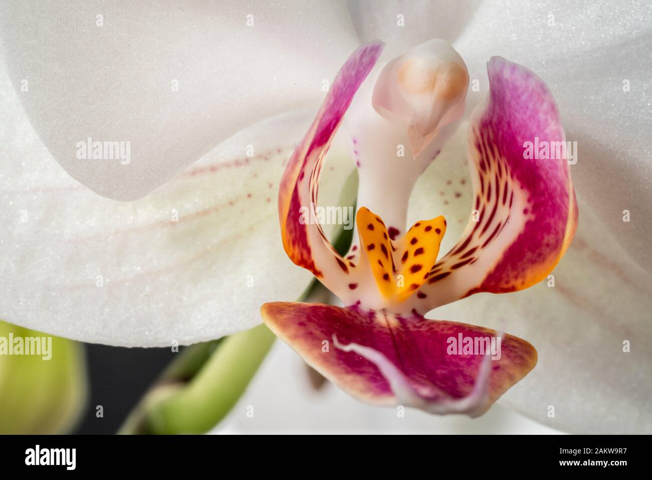Orchidea Foto Stock
