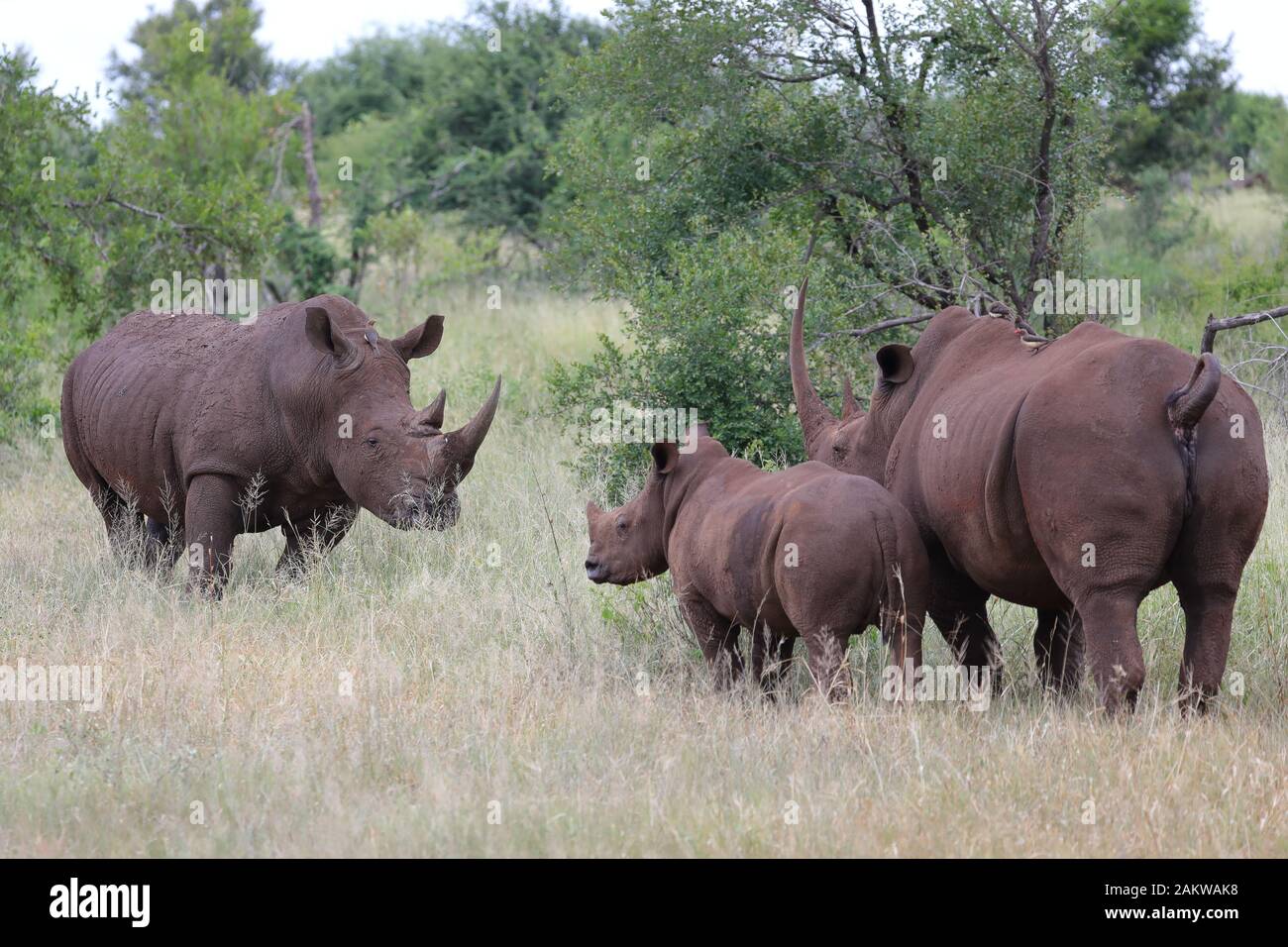 Rinoceronte baby con la madre faccia un maschio di rhino Foto Stock