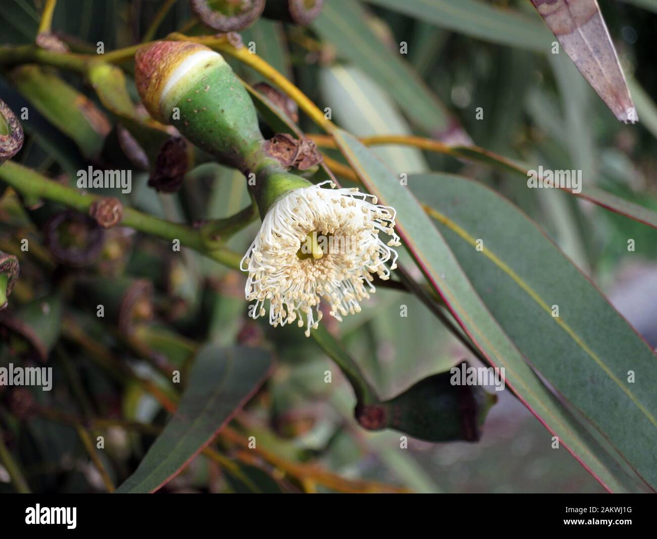 Eukyptus Eucalipto Gomphocephala, Marfa, Mellieha, Malta Foto Stock