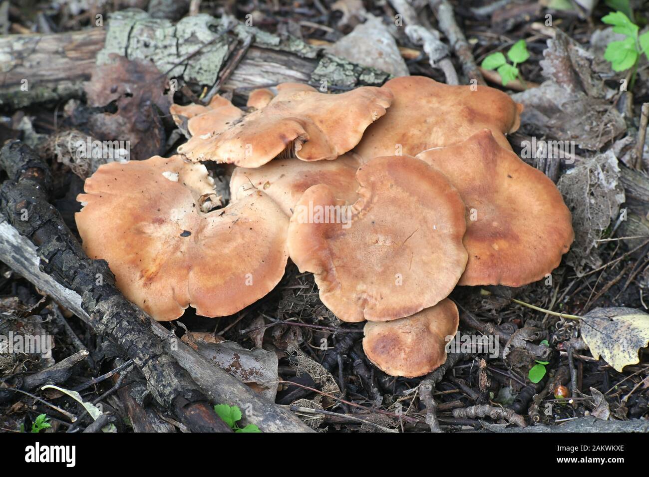 Rhodocybe gemina, conosciuta come gill rosa marrone chiaro, funghi selvatici commestibili provenienti dalla Finlandia Foto Stock