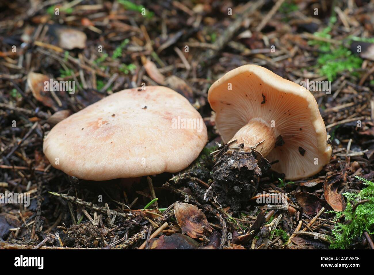 Rhodocybe gemina, conosciuta come gill rosa marrone chiaro, funghi commestibili provenienti dalla Finlandia Foto Stock