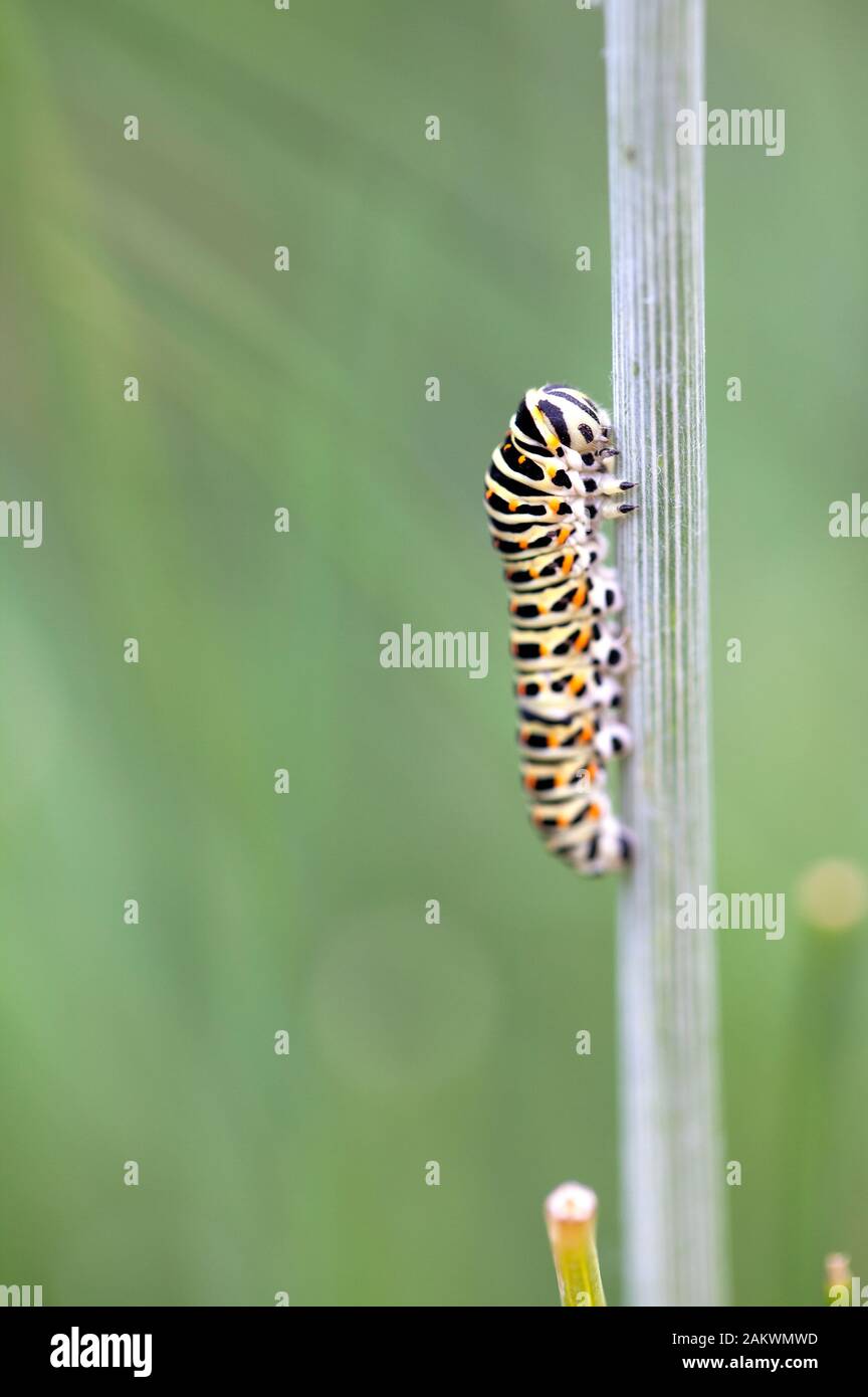 Caterpillar di un vecchio mondo coda forcuta (Papilio machaon) su un gambo di aneto Foto Stock