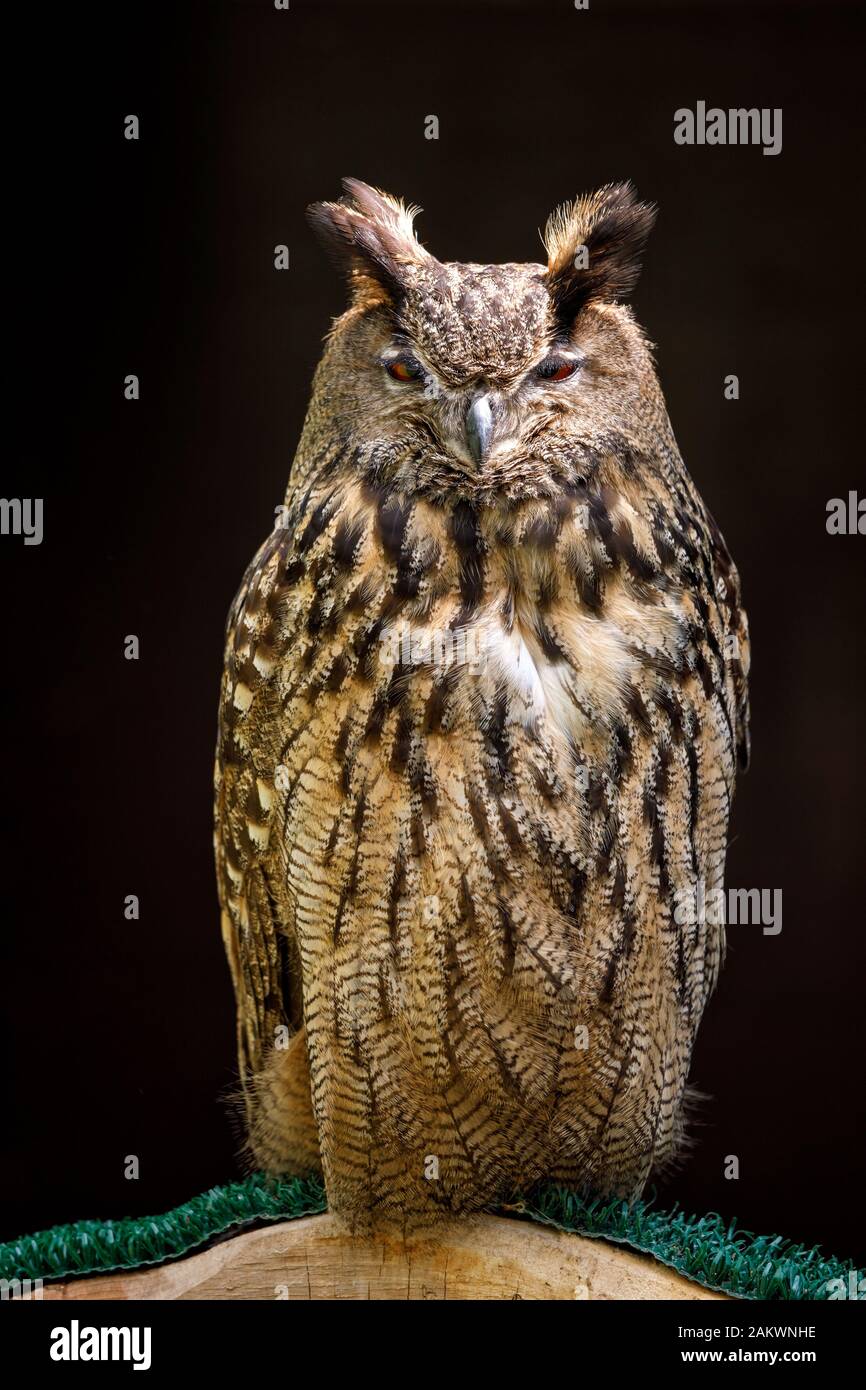 Eurasian Eagle-Owl o Bubo bubo, una delle più grandi specie di gufo, seduto su un persico Foto Stock