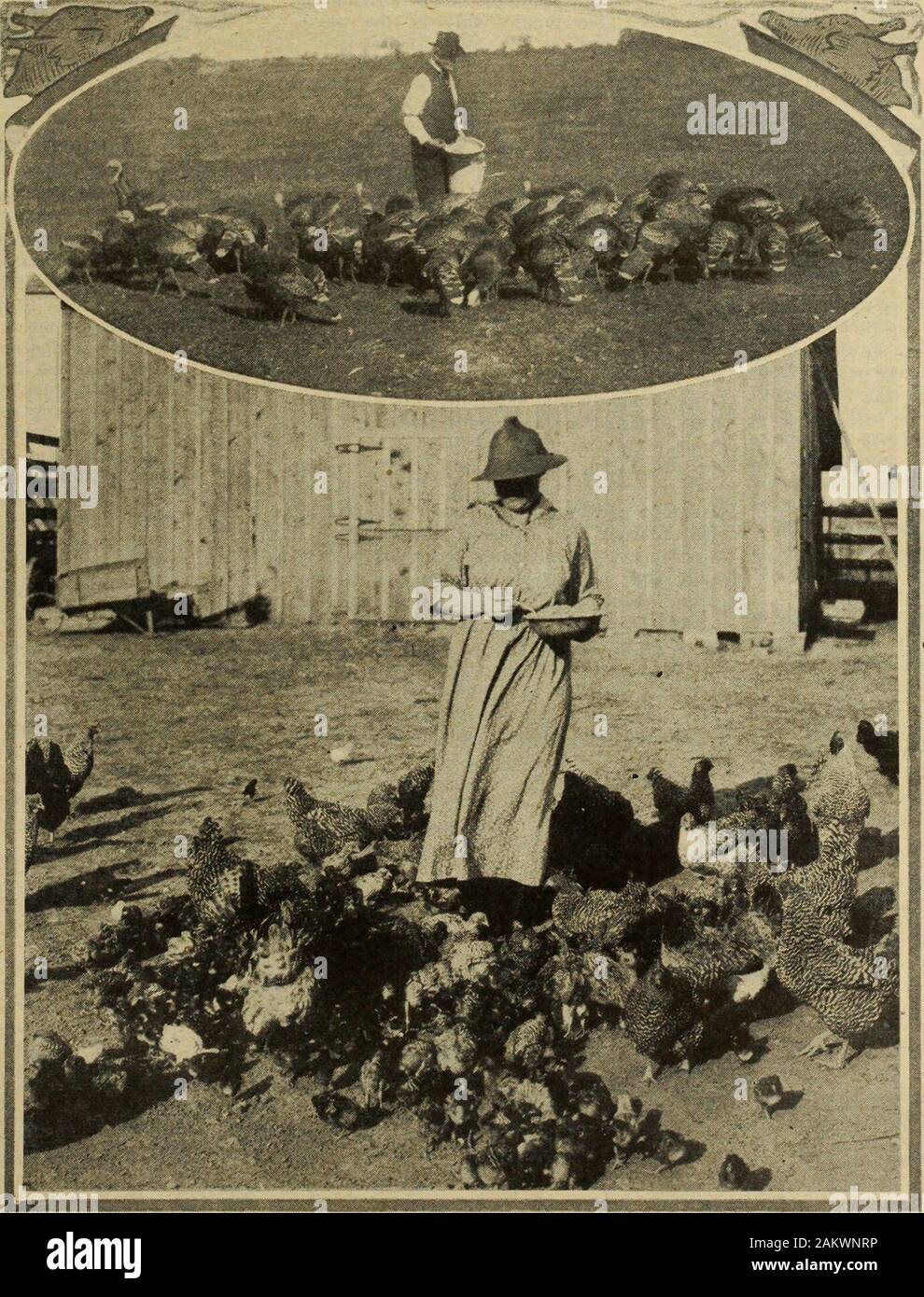 Farmer's magazine (gennaio-dicembre 1920) . mostpalatable quando commercializzati in condizioni adeguate. Onu-fortunatamente milioni di dollari sono stati persi annuallyin passato all'incuria del marketing. Il sistema ofcollecting attraverso il paese store dal numero senza riguardo alla qualità, non è favorevole alla improvedquality ed è stato responsabile di un molto largepercentage di uova canadese di raggiungere il consumeras n. 2s, il più basso dei nostri gradi standard cheè montare per il cibo. Le uova che diede al Canada la pre-cesso posto nel mercato di Londra lo scorso inverno werenot così raccolte. Essi vennero thiough i circoli di uovo Foto Stock