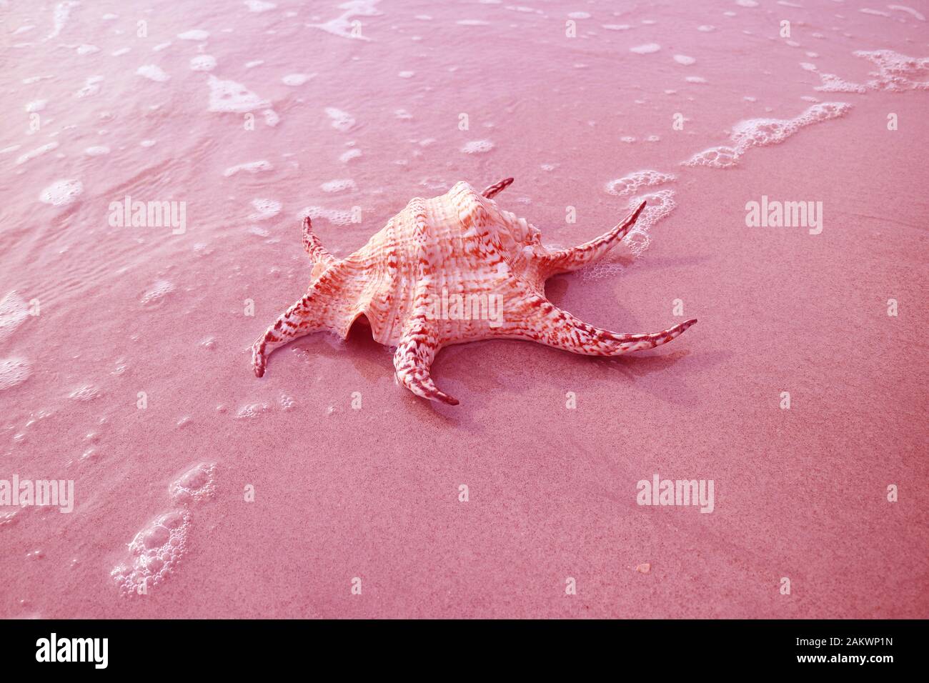 Surreale Pop Art Style Rosa Colorata Chiragra Spider Conch Shell Su Sabbia Beach Con Schiuma Di Mare Foto Stock