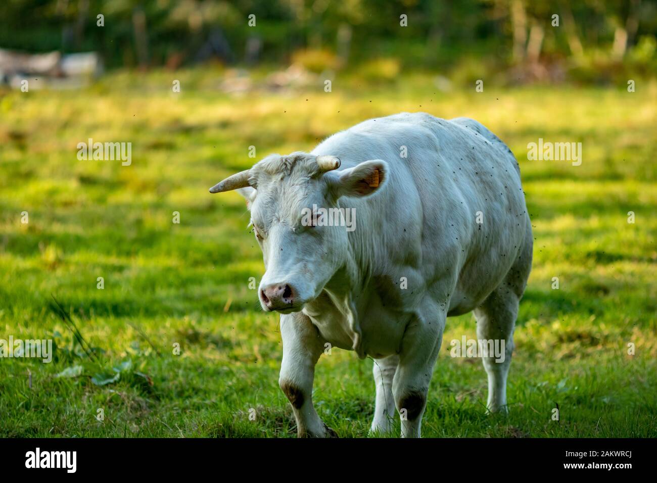 Bianco Belga Blue cow, razza di carne speciale sul campo d'erba giorno d'estate tardo pomeriggio, parte fiamminga, Belgio, Europa. Contatto visivo, mosche, movimento verso Foto Stock