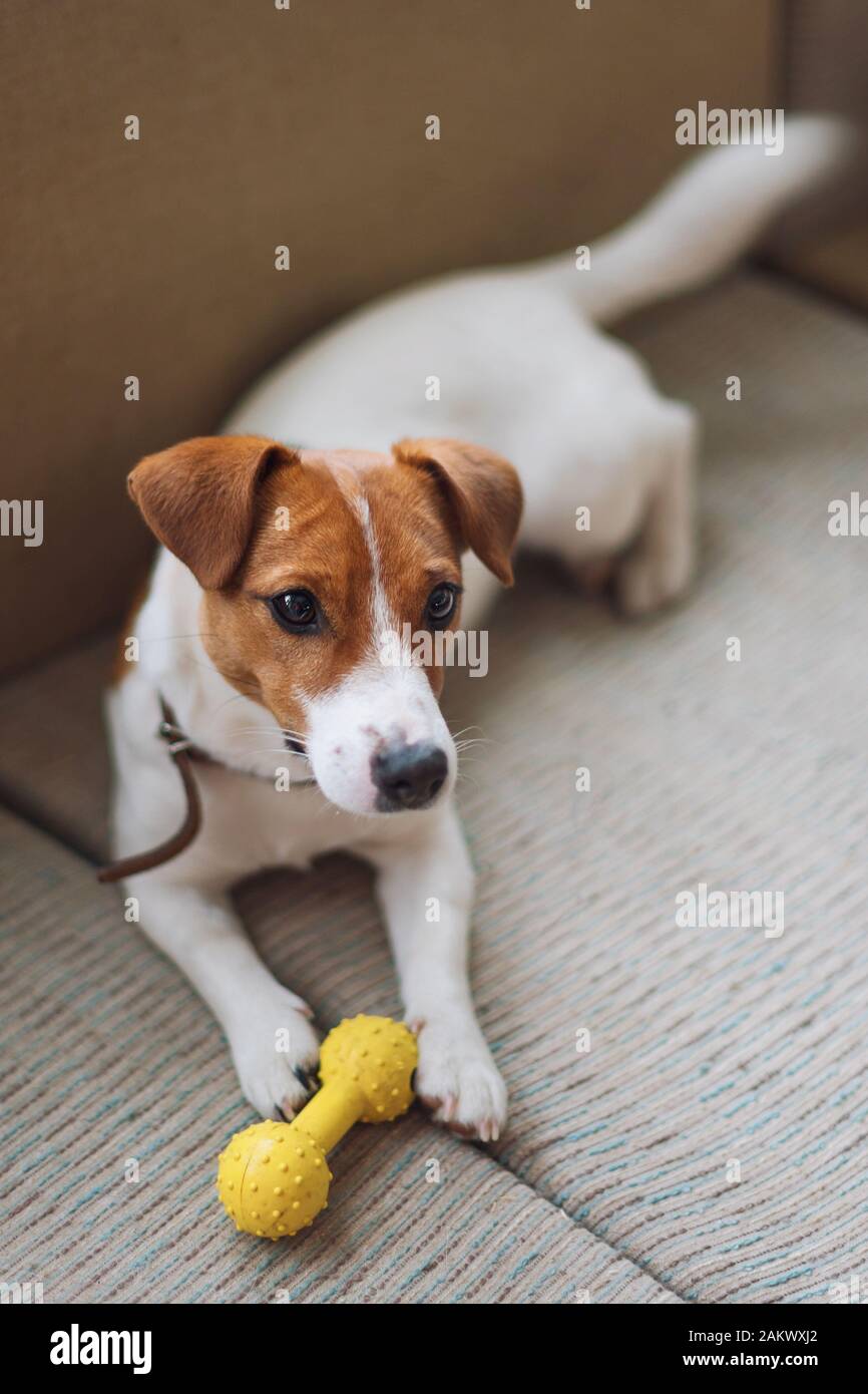 Di razza Jack Russell Terrier cane giacente a casa sul divano con il giocattolo. Happy dog è a riposo in salotto. Cane è attesa per il suo proprietario. Concetto di Foto Stock