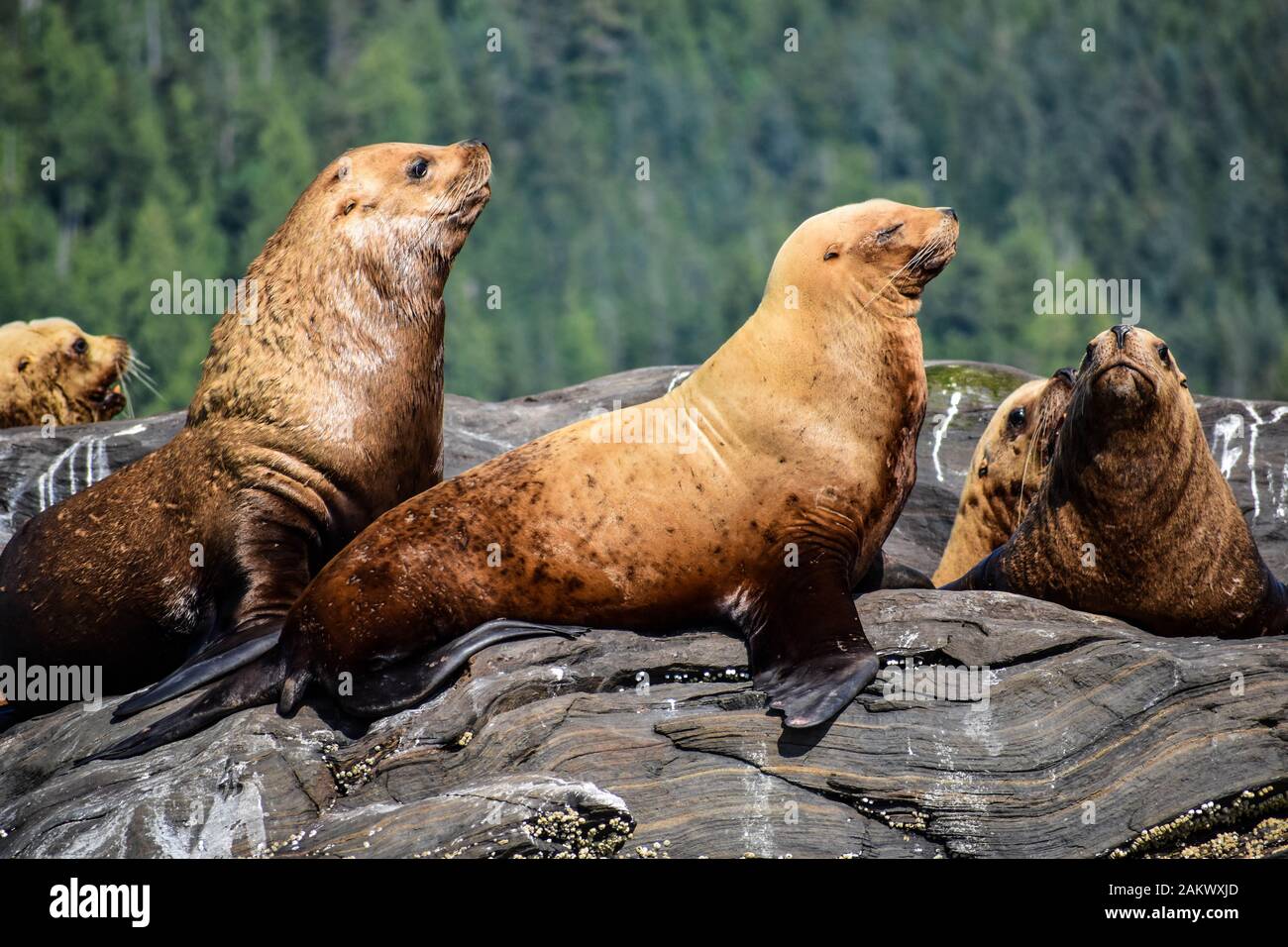 Leoni marini che si rilassano su alcune rocce in Alaska Foto Stock