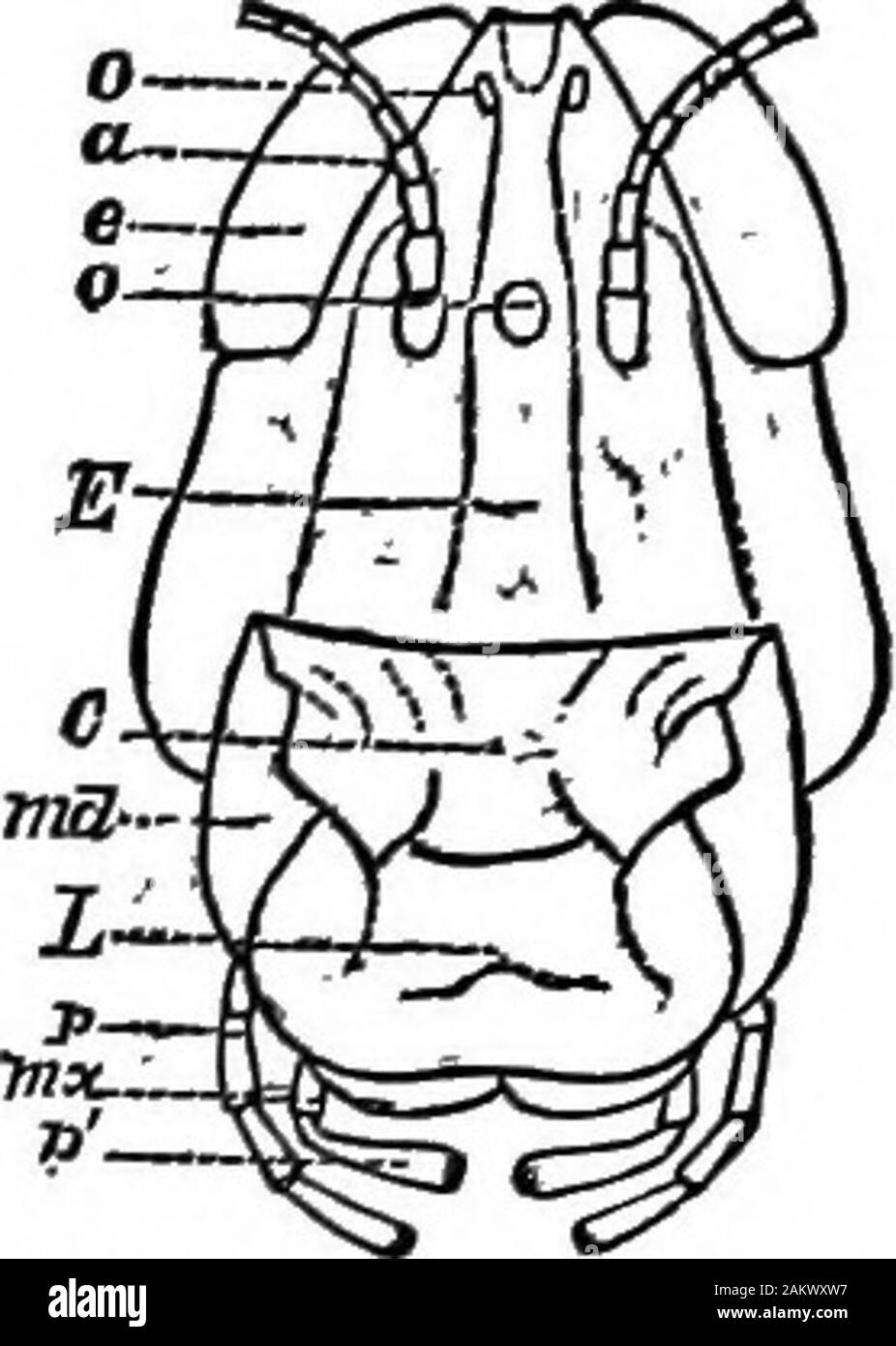 Prima lezione di zoologia : adatta per l'uso nelle scuole . e appiattito sia sopra che sotto, thefeet derivanti dai lati del corpo. Esaminando la testa, oltre alle antenne, la grande curva di veleno le ganasce siano più percettibile appendici; queste sono forate in corrispondenza theend, mentre nella base è un grande veleno-ghiandola. Il smallLithobius è velenoso per gli insetti, ma il morso del centesimo di pede, particolarmente i grandi specie tropicali, è più deadlythan il pungiglione della tlie Scorpion. Tra le antenne andpoison-ganasce sono tre coppie di ganasce (Fig. 97", 1, 2, 3), quiteunlike quelle di insetti. Gli occhi Foto Stock