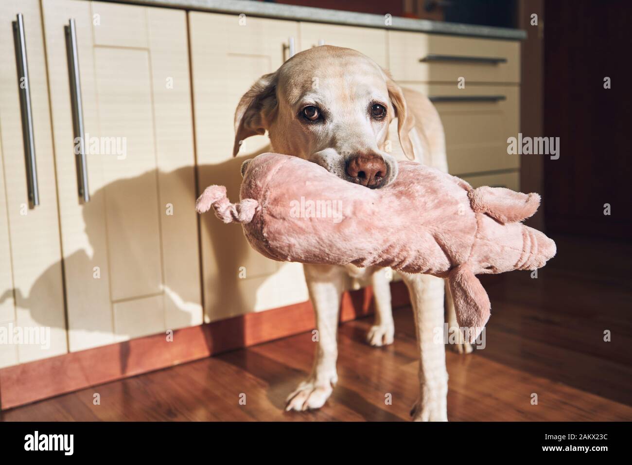 Cane con il suo giocattolo a home home la cucina. Simpatico labrador recuperare il trasporto di suini di peluche. Foto Stock
