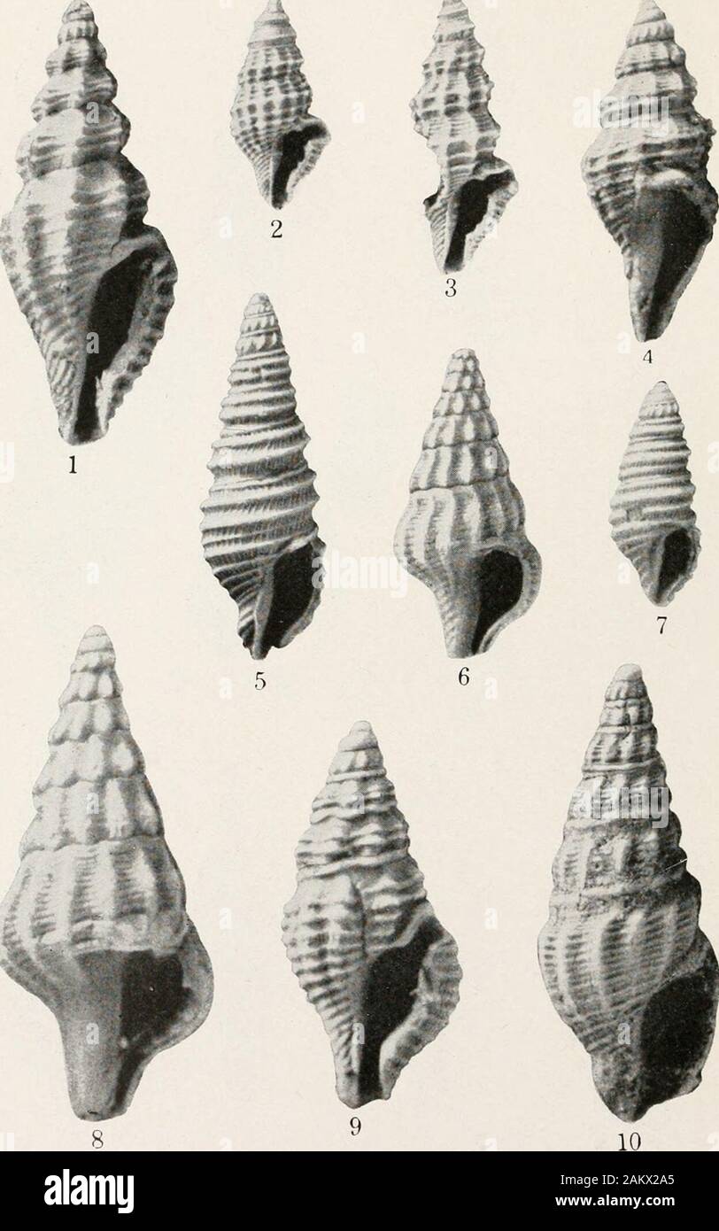 La procedura degli Stati Uniti Museo Nazionale . Miocene gasteropodi da Trinidad per la spiegazione della piastra vedere le pagine 63 e 64 U. S. MUSEO NAZIONALE DEL PROCEDIMENTO, VOL. GG, arte. 22 PL. 4. Miocene gasteropodi da Trinidad per la spiegazione della piastra vedi pagina 6* U. S. MUSEO NAZIONALE Foto Stock