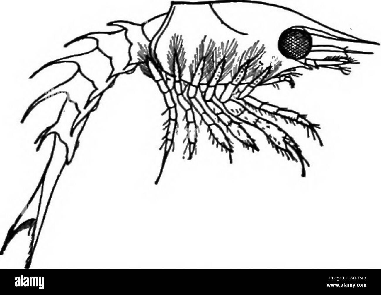 Prima lezione di zoologia : adatta per l'uso nelle scuole . ace sul lato superiore. Per la posa di questo open, dsupporto grande capsula sarà scoperto; all'interno di tale capsula è aprojecting ridge ricoperta di peli fini, ciascuno dei quali con-tains un minuto il ramo del nervo uditivo. La SAC è le aragoste e altri crostacei. 85 riempiti con acqua in cui sono sospesi i chicchi di sandwhich a trovare la loro strada nella capsula. Un ondata di sounddisturbs i granelli di sabbia, le vibrazioni influenzano i sensi-tivo peli, e quindi la sensazione di un suono è la tele-riportata graficamente lungo i principali nervi acustici per il cervello. La pinna Foto Stock