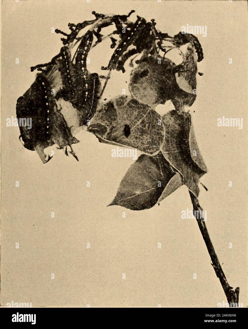 Natura biografie; la vita di alcuni di ogni giorno le farfalle; tarme; cavallette e vola . ed a mezz aria sono molto fastidioso tofoot-passeggeri in villaggi o a persone a cavallo lungo 50 un dévastateur delle foreste. strade ombreggiate in città o paese; per trovare yourselfsuddenly confrontati da una dozzina di bruchi sul livello•del tuo viso è sconcertante. Anche quando non è disturbato da uomo, un grande proportionof i bruchi goccia giù per mezzo del filo espiare il tempo o un altro crescita duringtheir:alcuni sono prob startledby abilmente la sway-ing del twigin vento;gli altri da birdswhen acceso-ING ; Foto Stock