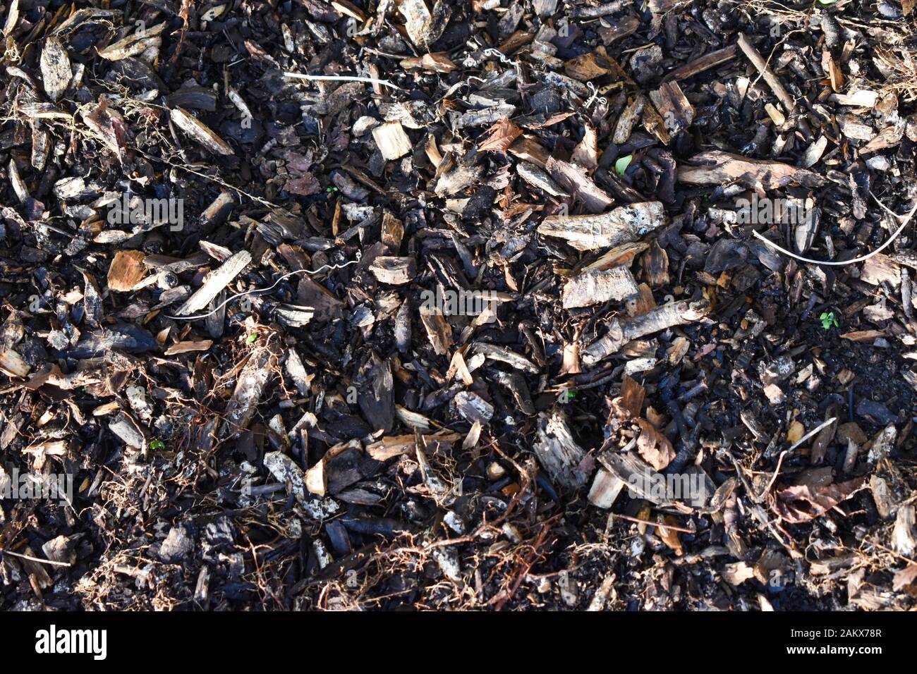 Struttura o sfondo del pavimento della foresta Foto Stock