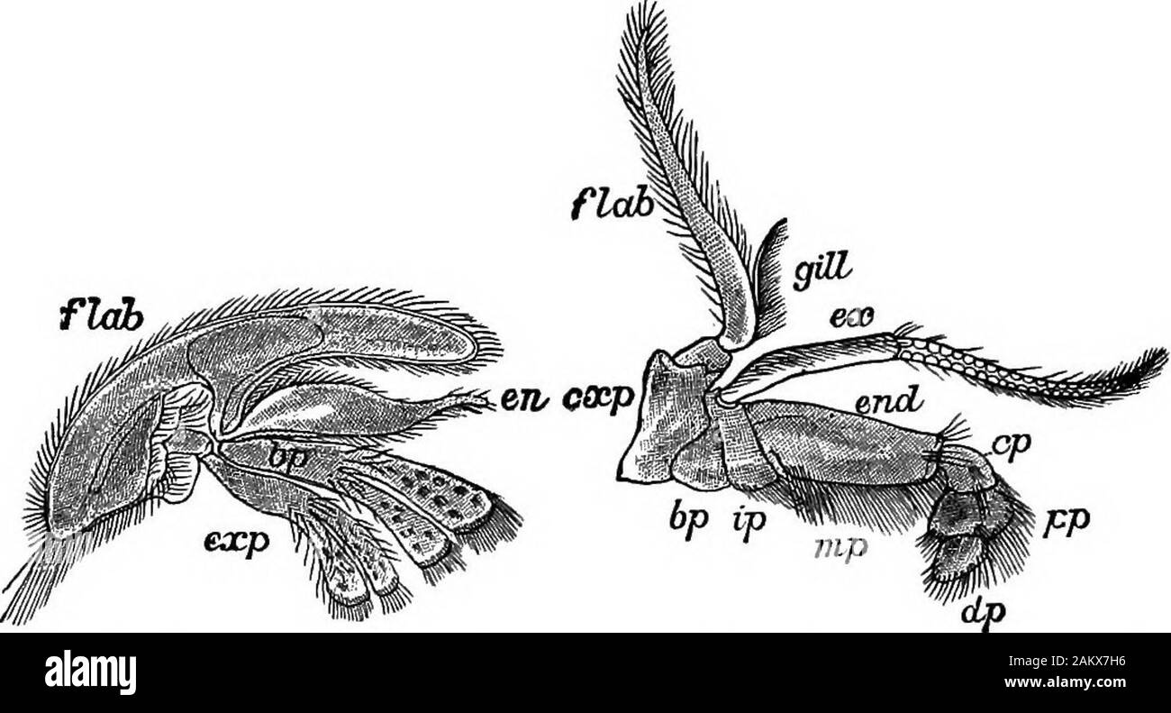 Prima lezione di zoologia : adatta per l'uso nelle scuole . La fio. 83.-^, primo mamllaof aragosta. (Naturalsize.). La fio. 84.-SECONDA maxflla di aragosta. FiQ. 86.-SECONDA maxaiipede. ex, esterno, ? Fine, interno, divisione, witn il gill e gill- paletta. (Dimensione naturale.) fldb Foto Stock