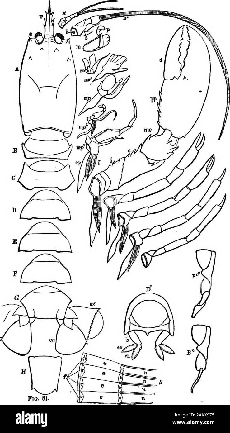 Prima lezione di zoologia : adatta per l'uso nelle scuole . gambe. Ora, prima di cercare di scoprire quante più anelli o segmentsthere sono esaminiamo con attenzione la testa e il torace (torace). Wesee che è protetto da una protezione di grandi dimensioni (A), la cui estremità anteriore nel becco aspiny (r). In poco incavi sul bordo anteriore sono gli occhi (e),che sono molto mobili, essendo montati su steli. Gli occhi areblack; e quando la creatura è indisturbato sono detenute straightout, ma se spaventato sono risvoltati a. la cavità e quindi la Fio. 81.-esterni anatomia dell'aragosta. A. carapace; e, occhi; r, rostru Foto Stock