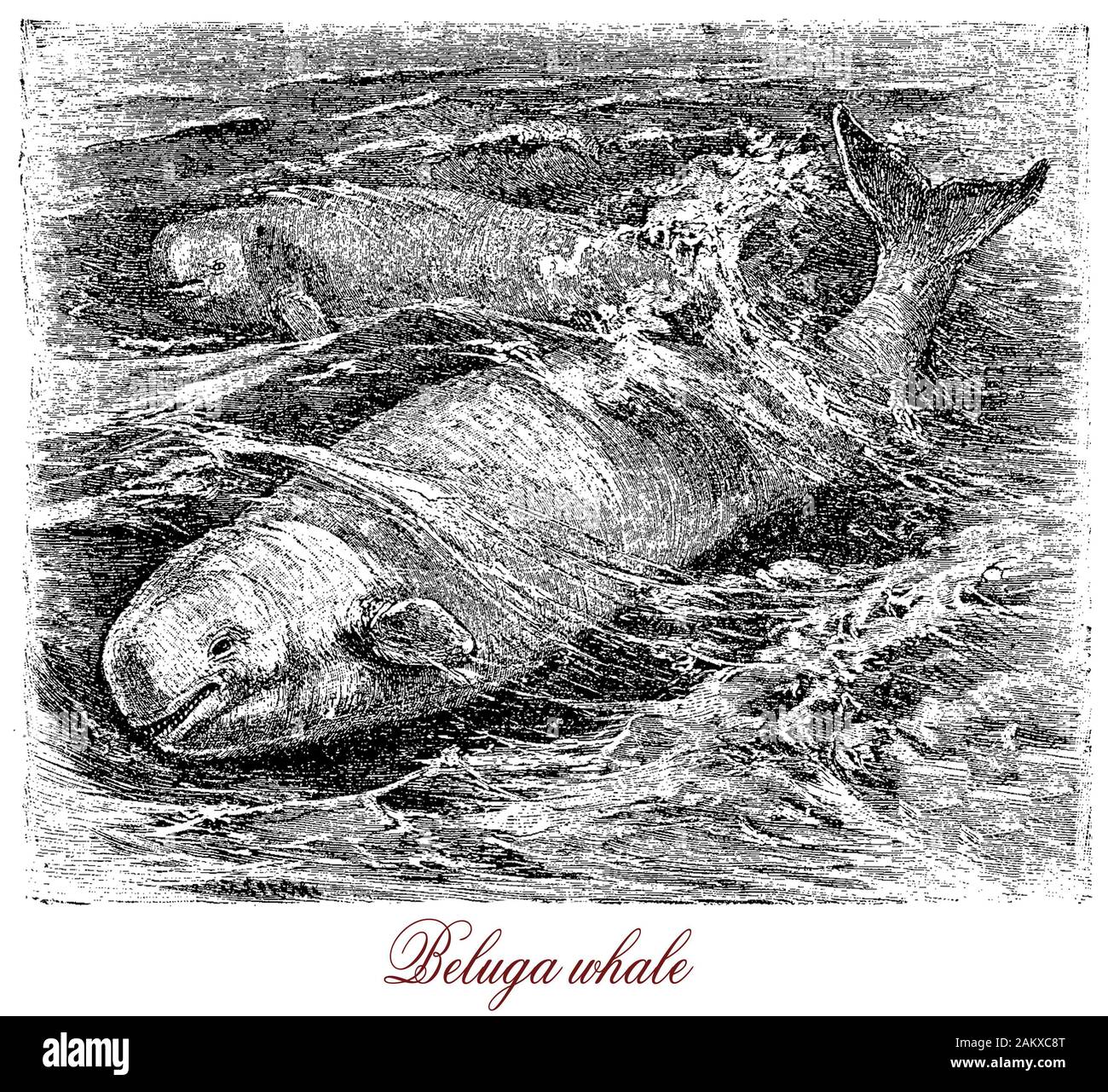 Il Beluga whale gregaria artica e subartica cetacean di colore bianco con un organo echolocation e altamente sviluppato senso dell'udito,è considerato un in via di estinzione e specie protette Foto Stock
