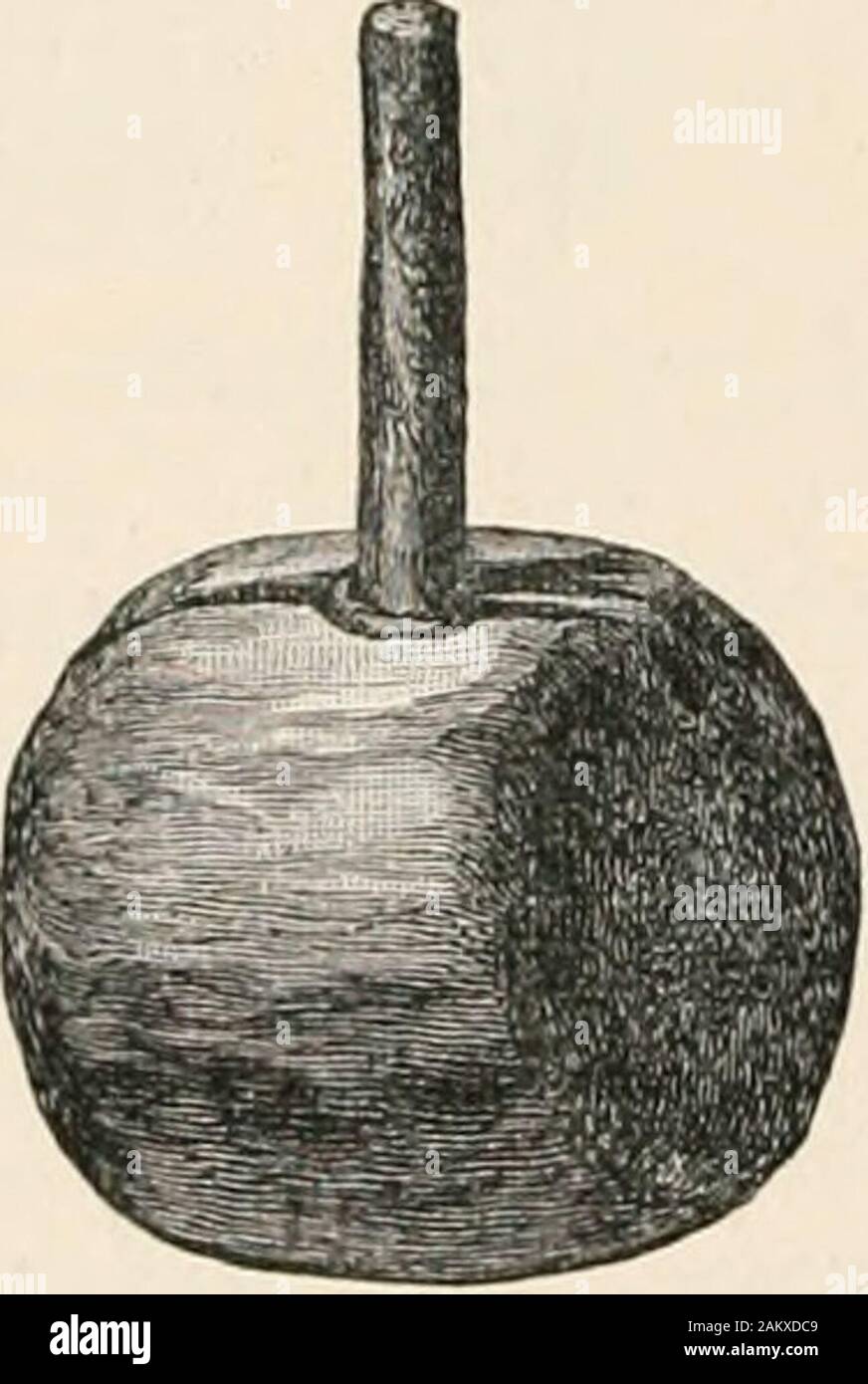 Antico lago scozzese-abitazioni o crannogs : con un capitolo supplementare su resti di palafitticoli in Inghilterra . Fig. 209. Fig. 210. Fig. 211. Fig. 2UBone le spine (J). Fig. 213.ago di osso {{). Ago.-un-ordinatamente formata ago, avente un elongatedeye alla sua estremità, proprio simile ad un comune darningneedle. Si rastrema leggermente in una punta affilata e smoothlypolished è tutto. La sua lunghezza è di 2 pollici (Fig. 213).. Foto Stock