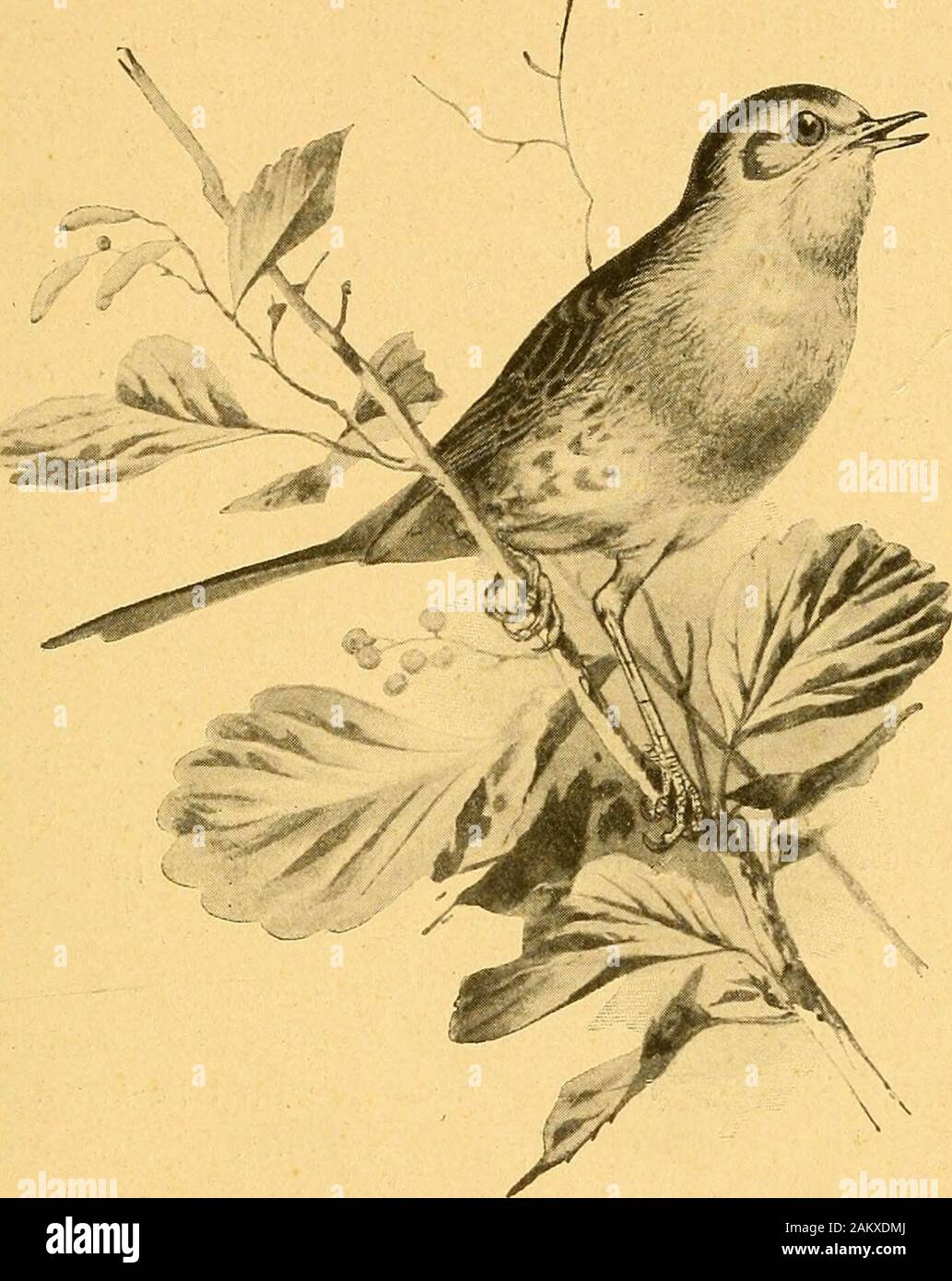 Neues Jugendbuch; ein Schatzkästlein der Unterhaltung für Knaben und Mädchen : mit zahlreichen Illustrationen .§&GT; SSerbreiter essere§ (5traud)e§ onäufeljen, belel^rt SSoter ber. "2)u nannteft ben ©traucl) e) ©djulj^mccfenbaum? "Sa; fein gelbc§ ^olg mirb nämlicT) gu (Sclju^groecfen unb^n allerlei ©reifjflerarbeiten ncrloenbet, Uic£^l)alb er e] "Spinbel- Öerbftiüanbermtg. 99. SRotfe^tc^en (Sylvia rubecula). tQum Tjet^t. T^erner gißt e^ gebrannt eine noräiiglicfje 8eirf}en=M)k. Ho Üßrigeng[t ber ©troiid} ein entfernter 35er)r)Qnbter essere§3Bein[tocfe§. "^dj mMjk lnof)I Iniffen, m§&GT; HM 93og Foto Stock