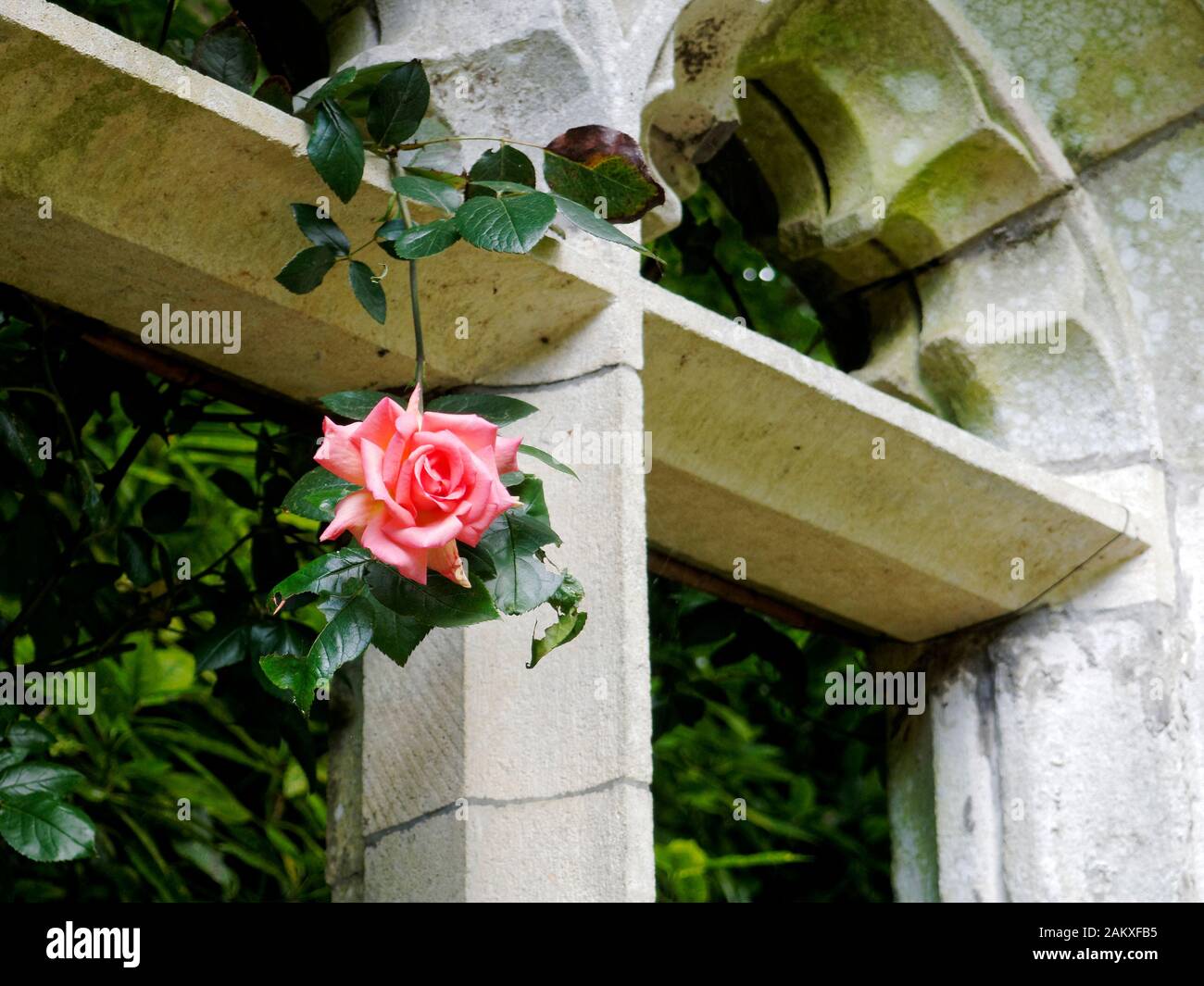Una sola rosa rosa si staglia contro un gotico rustico sul telaio di una finestra nell'unico giardino piantagione in Norwich. Foto Stock