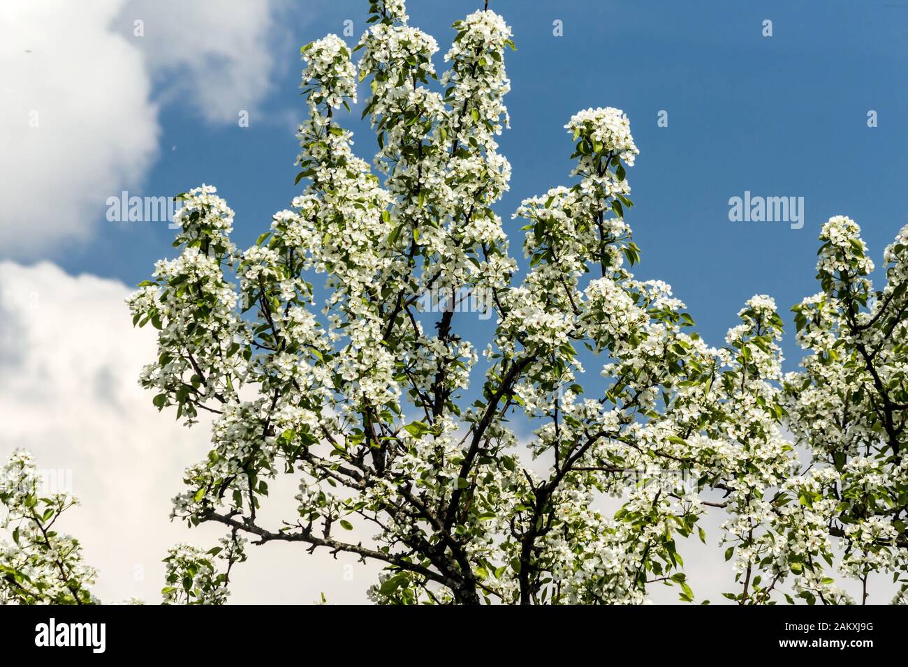 Inizio primavera. Rami di pera coperti di fiori bianchi. Foto macro. Buon sfondo per un sito su un giardino villaggio, parco, piante e alberi da frutto. Foto Stock