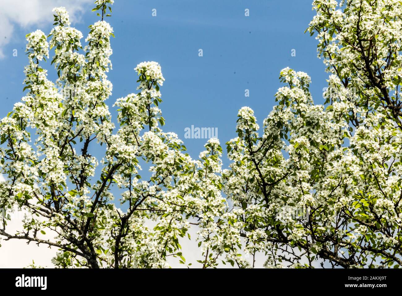 Inizio primavera. Rami di un albero di pera coperto con fiori bianchi.Macro foto.Buona sfondo per un sito su un giardino villaggio, piante e alberi da frutto. Foto Stock